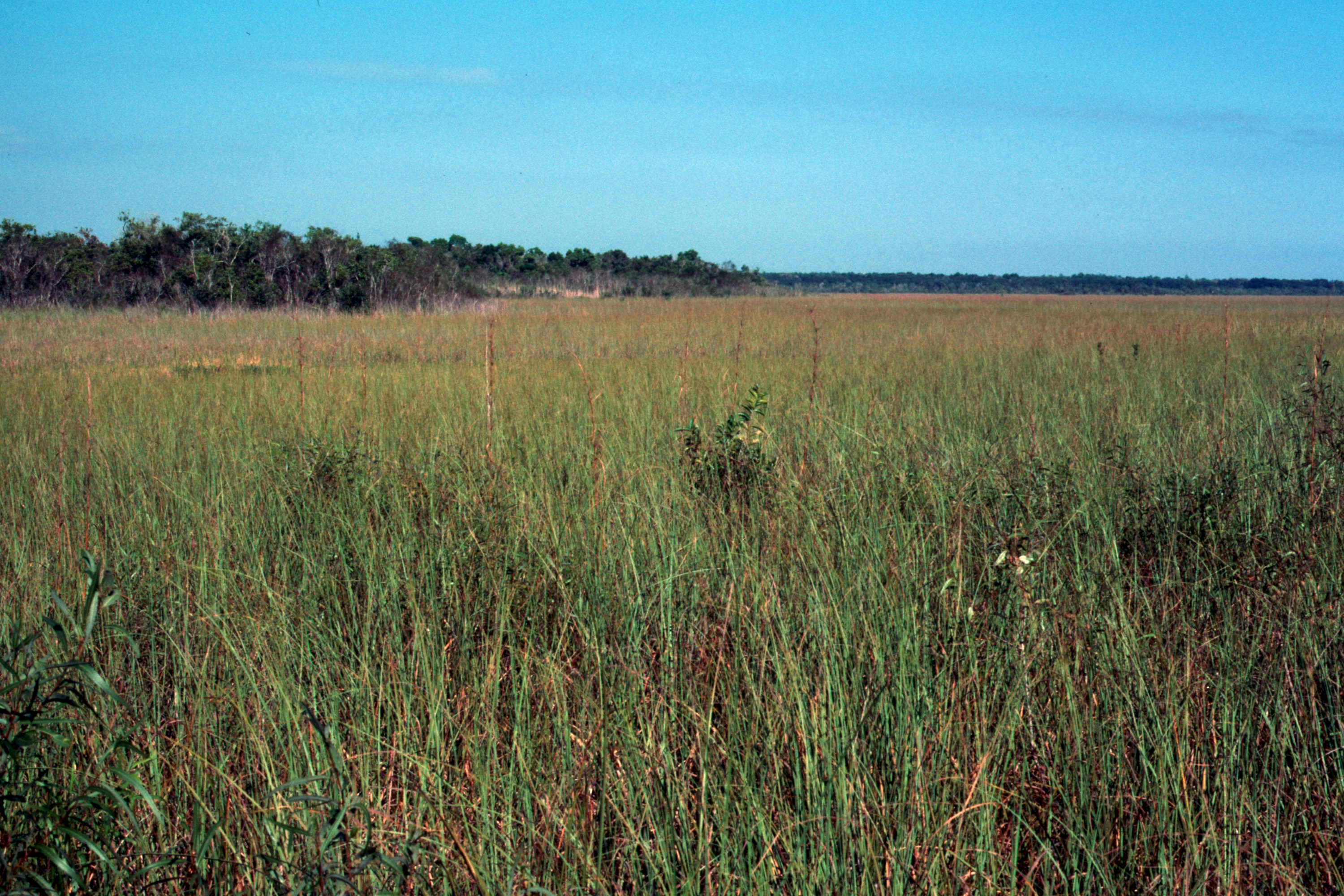 Everglades 1990 A08 Anhinga Trail