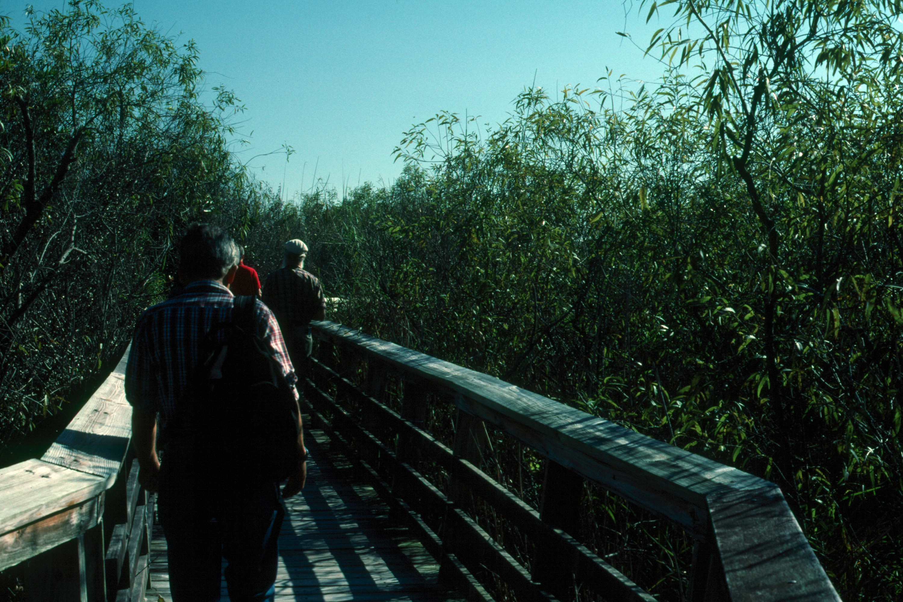 Everglades 1990 A10 Anhinga Trail