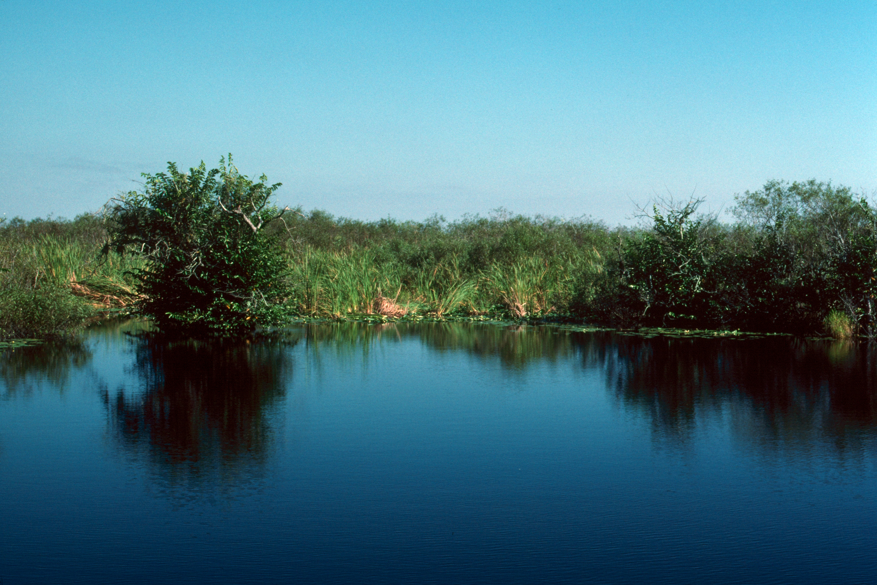 Everglades 1990 A14 Anhinga Trail