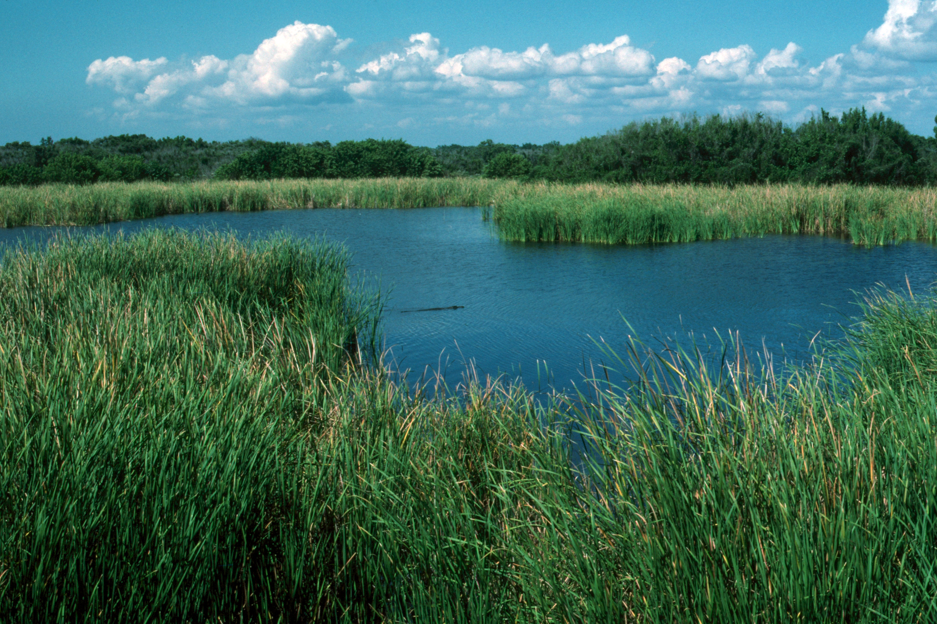 Everglades 1990 B13 Eco Pond