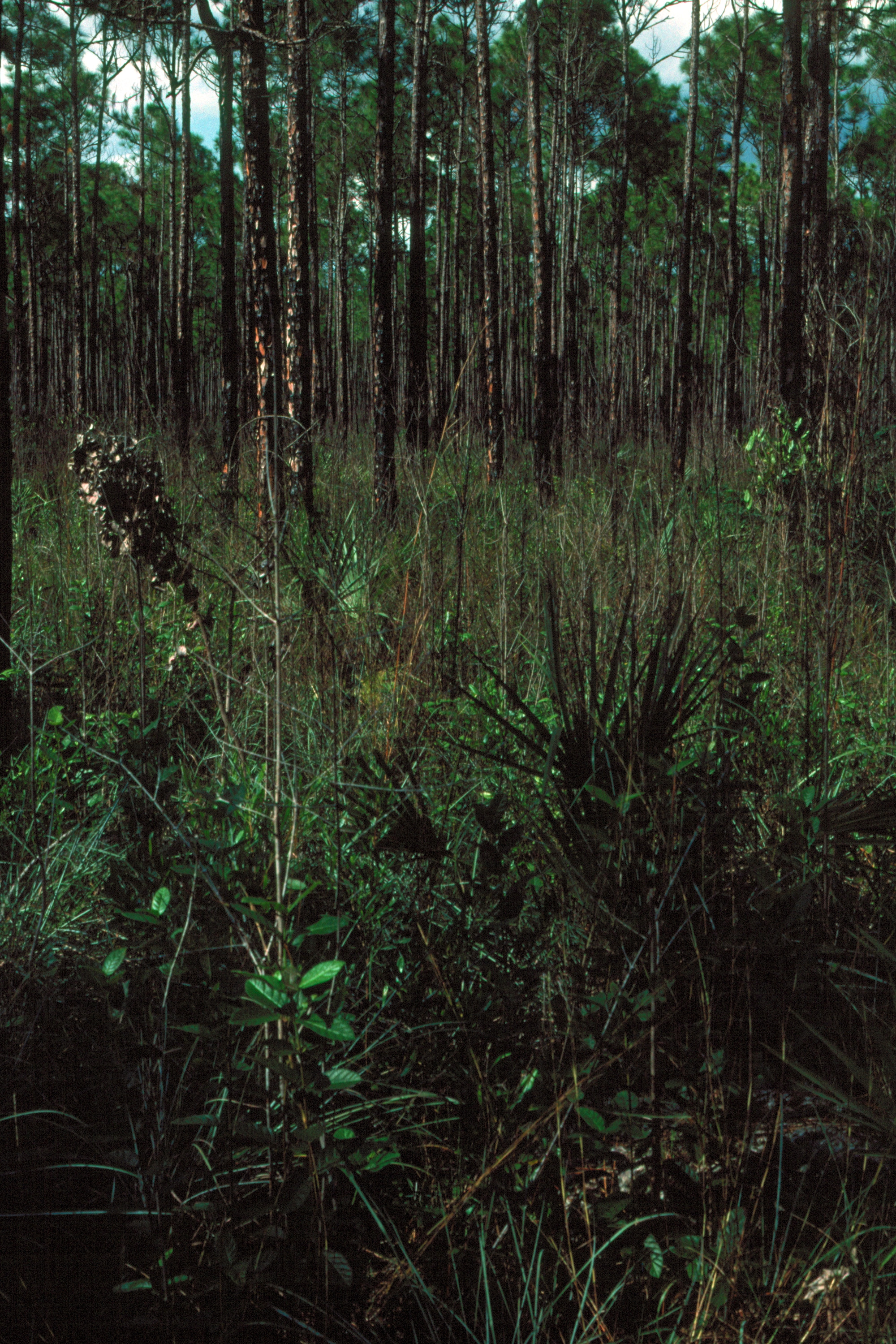 Everglades 1990 B22 Long Pine Key