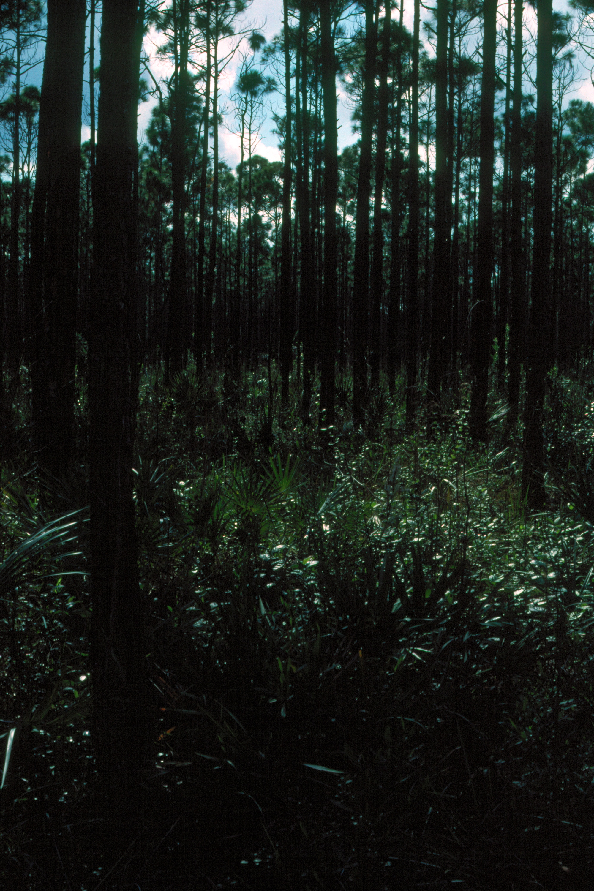 Everglades 1990 B25 Long Pine Key