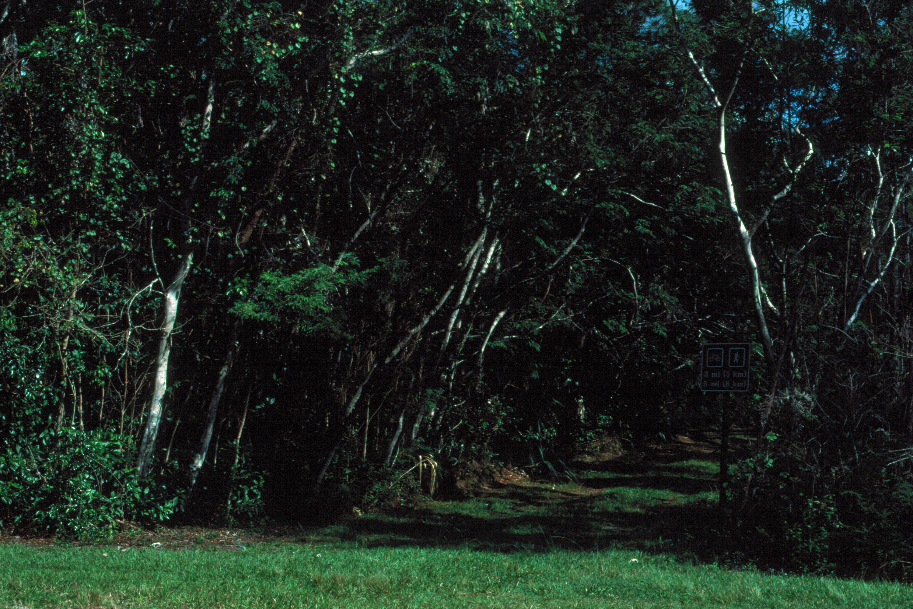 Everglades 1990 B26 Long Pine Key