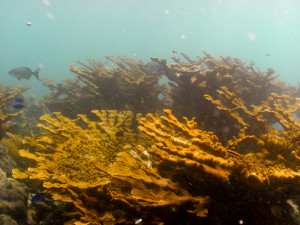 Looe Key Reef (Mooring 11, 18 Aug. 2014) 0035