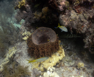 Looe Key Reef (Mooring 11, 16 Aug 2014) 0182