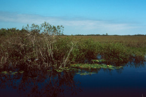 Everglades 1990 A04 Anhinga Trail
