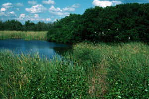 Everglades 1990 B10 Eco Pond