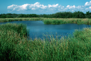 Everglades 1990 B11 Eco Pond