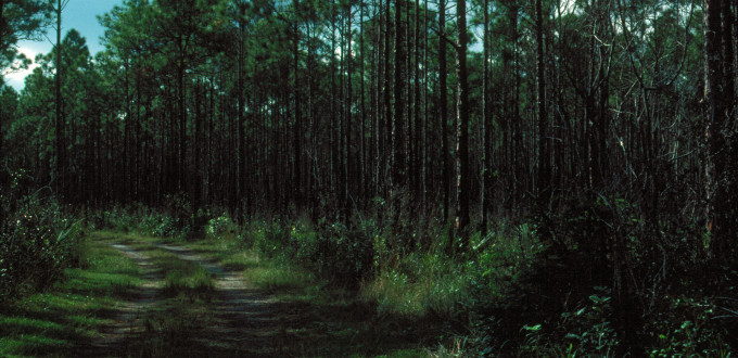 Everglades 1990 B21 Long Pine Key