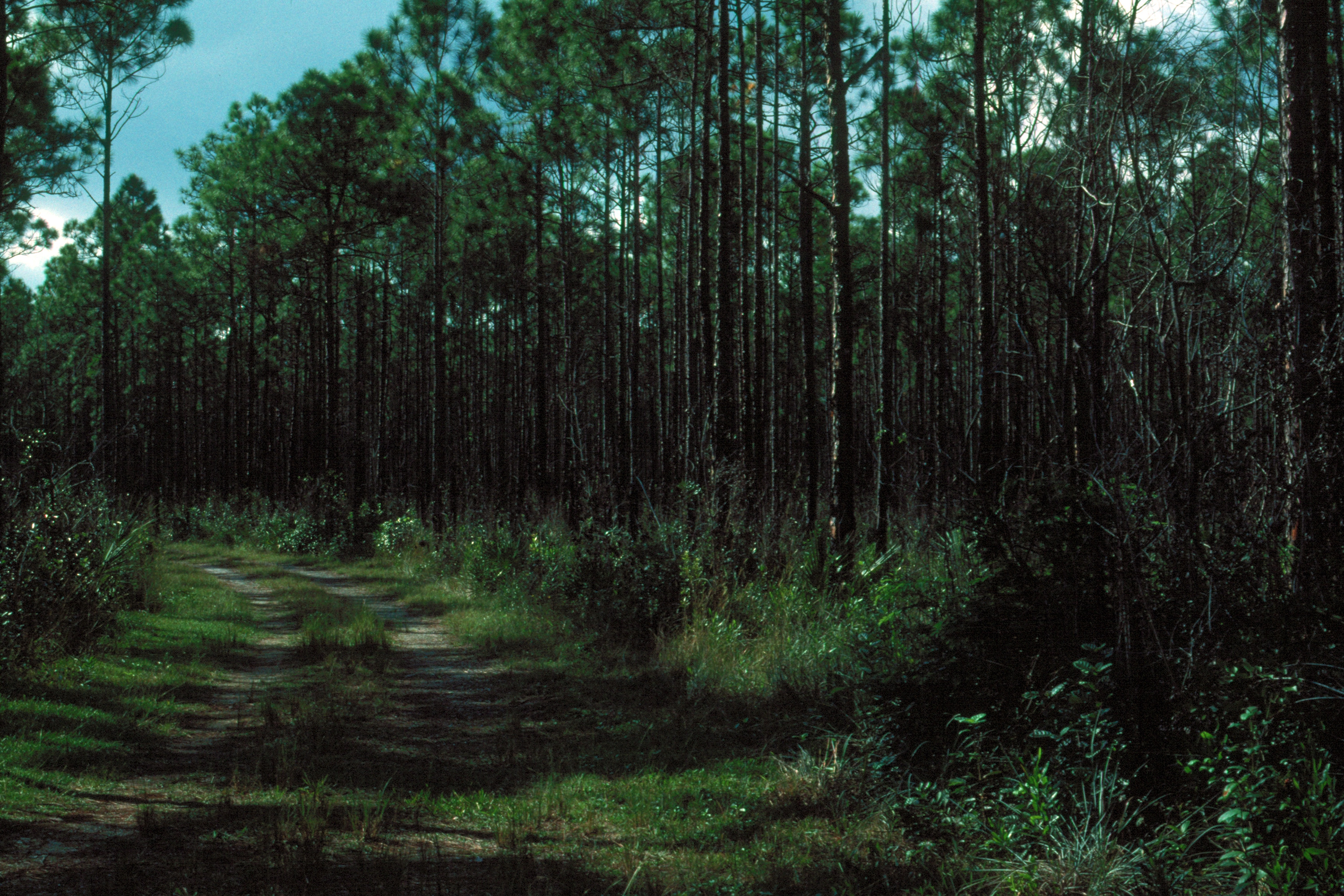 Everglades 1990 B21 Long Pine Key