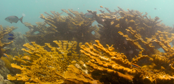 Looe Key Reef (Mooring 11, 18 Aug. 2014) 0035