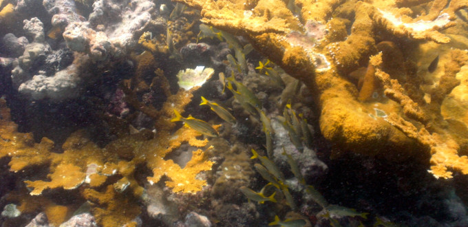 Looe Key Reef (Mooring 18, 16 Aug 2014) 0328