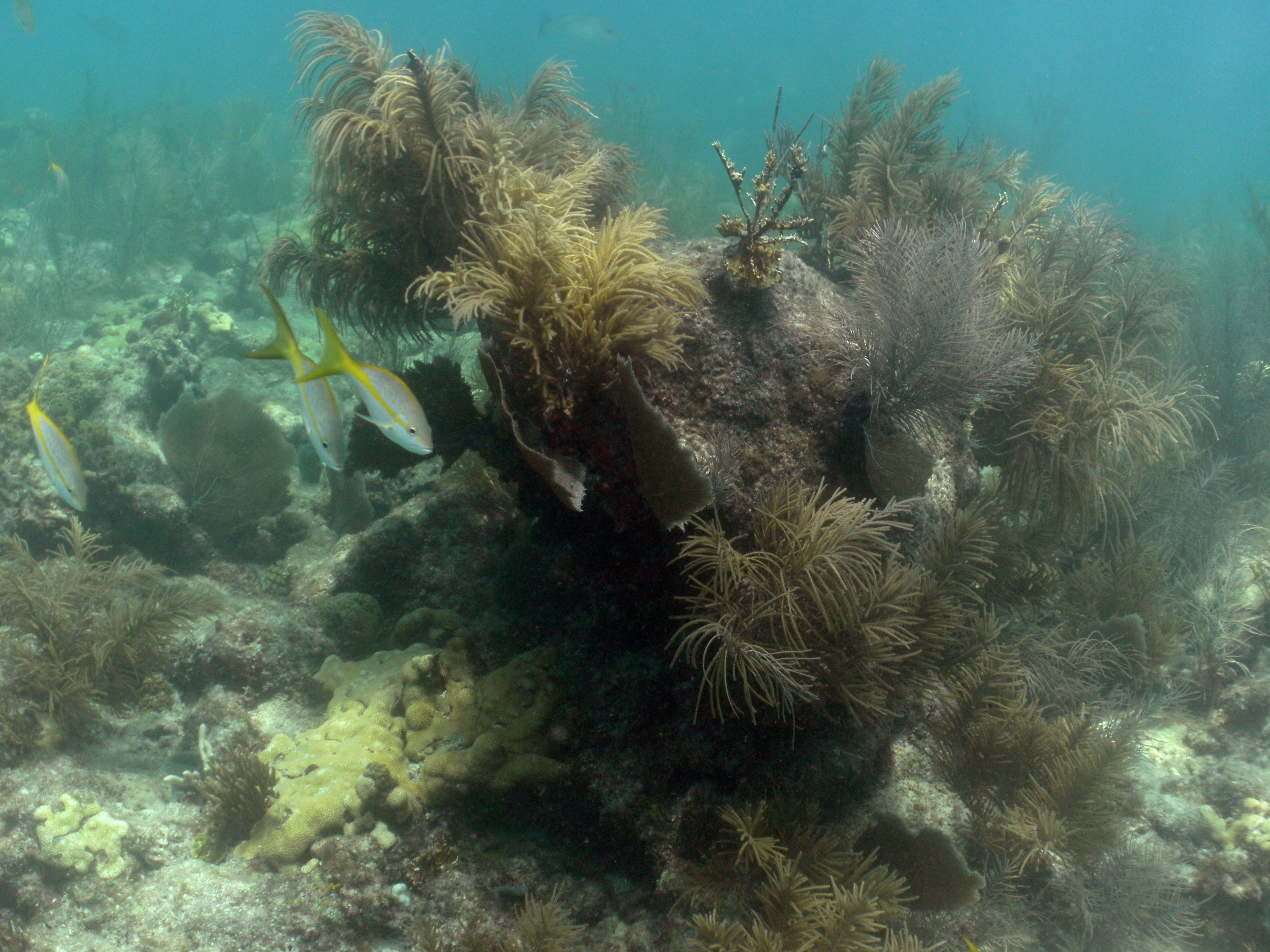 Looe Key Reef (Mooring 11, 16 Aug 2014) 0152